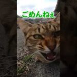 最初警戒してたのに誰か分かった瞬間甘え始める猫が可愛すぎる#shorts(YouTube)