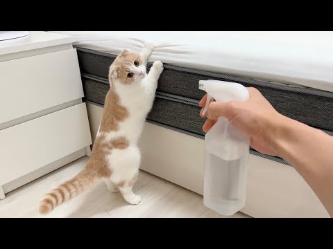 子猫に霧吹きすると悪さしなくなるらしいのでやってみたらこうなったw(YouTube)