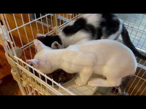 台風🌀一過とはいかないと猫はこうなりました(YouTube)