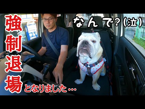 愛犬の大好きなバァバの家に着いて５分で強制帰宅となった理由がこちら…(YouTube)