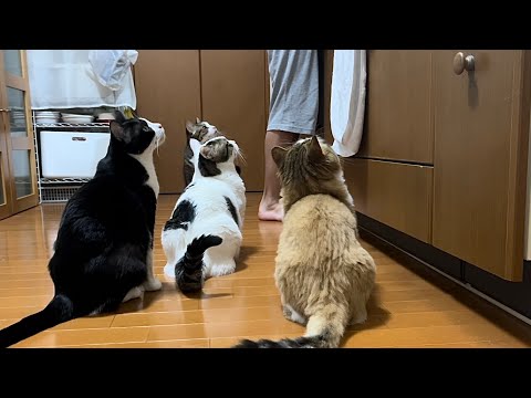息子が猫のオヤツを準備から配膳まで完璧にできると豪語したので(YouTube)