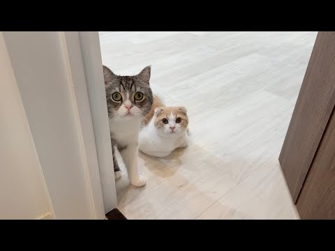 新居でのお留守番が寂しすぎた猫たちのお出迎えがかわいすぎました…笑(YouTube)