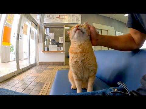 フェリー乗り場の待合室にいた猫がかわい過ぎる(YouTube)
