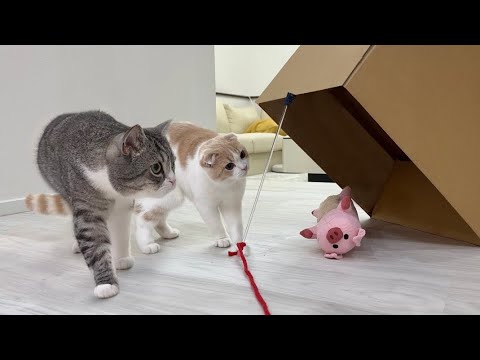 バレバレの罠が仕掛けてあったときの猫たちの反応がかわいすぎたw(YouTube)