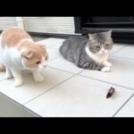 庭先でセミを発見したら猫たちが大変な事になってしまいました…汗(YouTube)