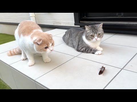 庭先でセミを発見したら猫たちが大変な事になってしまいました…汗(YouTube)