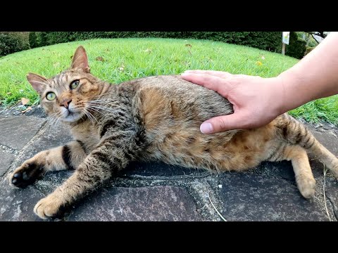 大きなお腹を丸出しにしてコテンと寝転がるキジトラ猫、撮影はお断り！？(YouTube)