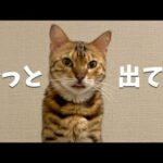 舌をしまい忘れてしまうネコ、何がきっかけでしまう？(YouTube)