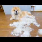 真夏はとんでもないことになってしまうチャウチャウ犬(YouTube)