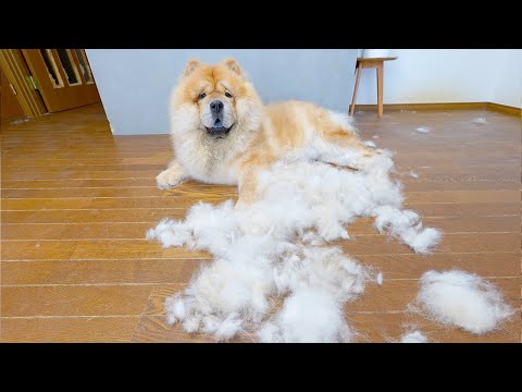 真夏はとんでもないことになってしまうチャウチャウ犬(YouTube)