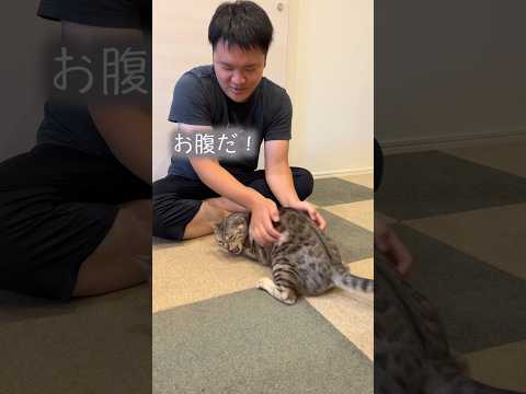 お尻じゃなくてお腹を叩かれても喜ぶネコ #ベンガル #ルトロゼ #猫(YouTube)