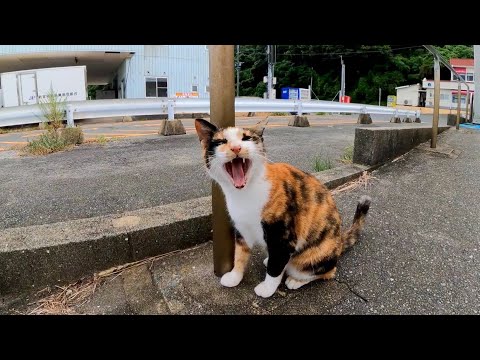 フェリー欠航中のフェリー乗り場に行くと猫がモフられにきた(YouTube)