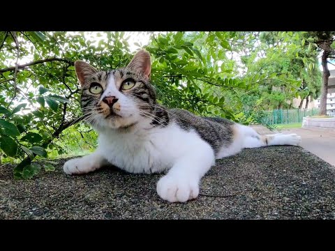 【今週の感動猫動画】今週撮った短い未公開動画まとめて公開-unreleased video of this week-2023/8/2w(YouTube)
