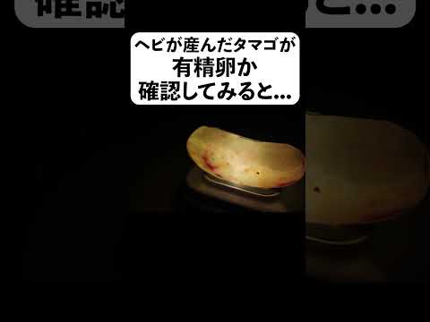 ヘビが産んだタマゴが有精卵か確認してみると＃shorts(YouTube)