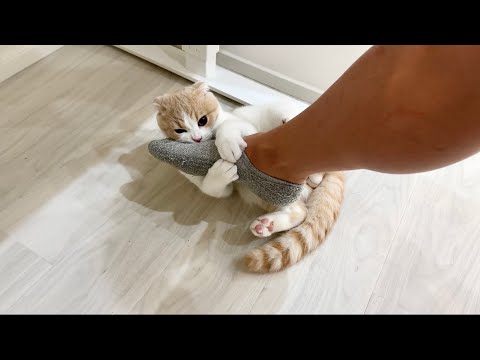 仕事中に甘えんぼ子猫を無視し続けたらついにこうなっちゃいました…汗(YouTube)