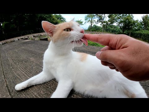 毛繕い中のミルクティー猫をモフったら、指をペロペロと舐めてきた(YouTube)