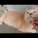 クリーム猫と茶トラ猫が公園の小屋を別荘にして快適に生活する(YouTube)