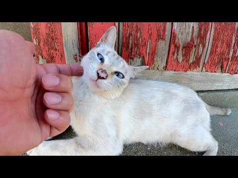 青い瞳のシャム猫が涼しい日陰の場所を探してくつろぐ(YouTube)