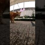 お魚くわえたとら猫♪#shorts(YouTube)