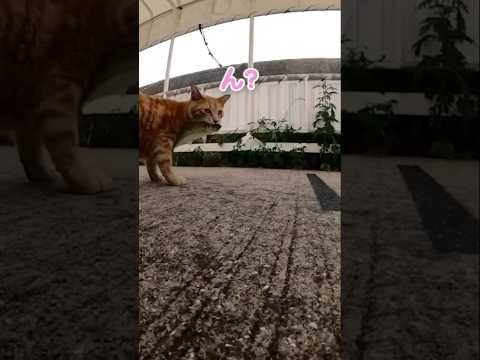 お魚くわえたとら猫♪#shorts(YouTube)