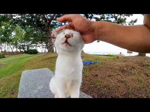 公園のベンチに猫が座っていたので隣に座ってナデナデしてきた(YouTube)