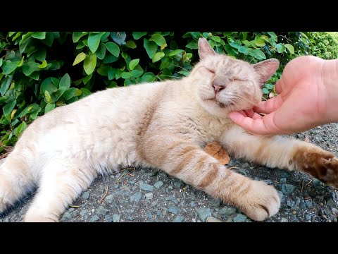 目が細いおじいちゃんシャム猫をモフったらウットリとした表情を浮かべた(YouTube)