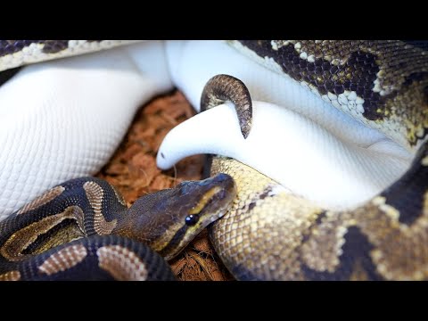 ボールパイソンの交尾が始まりました(YouTube)