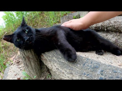 人懐っこい黒猫ちゃんが階段を下ってモフられにやって来た(YouTube)