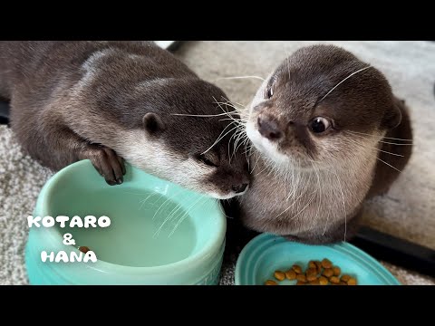 食事のジャマをされた時のリアクションが面白すぎるカワウソ　Sneaky Otter Caught Trying to Steal Food!(YouTube)