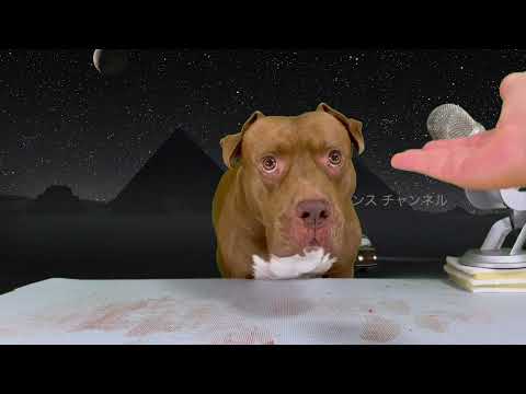 骨付き肉をバクバク食べるピットブルの咀嚼音がクセになる【ASMR】(YouTube)