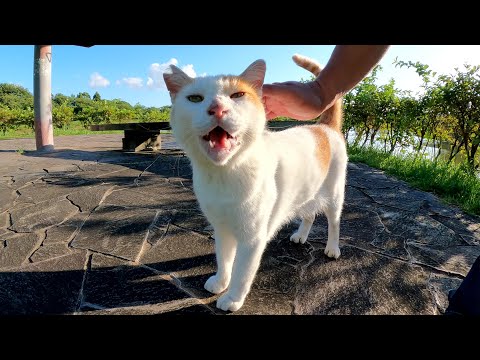 ベンチに行くと、茶シロ猫が「待ちくたびれたよ～」と出迎えてくれた(YouTube)