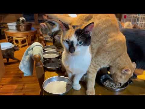 ワクチン打ちに行きました あと10日で巣立ちます‼️(YouTube)