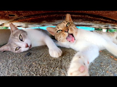 灰シロ猫とキジシロ猫の仲良しコンビが自動販売機の下で涼む(YouTube)