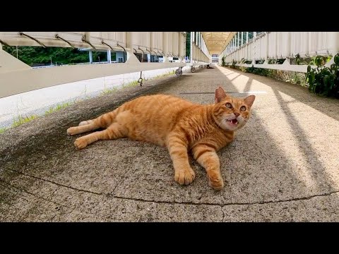 フェリー乗り場の猫「ここを通りたかったらナデナデしていくニャン」(YouTube)
