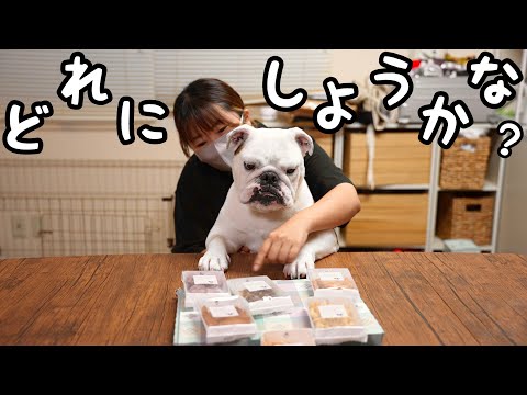 愛犬と一緒に「好きなおやつはな～に？？」ゲームしたら悩み方が可愛すぎた！(YouTube)