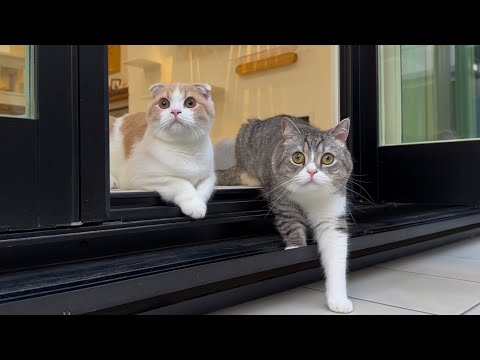外に出たら土砂降りでお散歩が中止になったときの猫たちの反応がかわいすぎた…笑(YouTube)