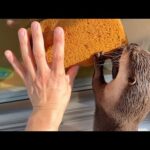 窓掃除を家族総出で行おうとするがいつも通りなカワウソ Otter trying to clean a window(YouTube)