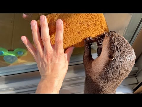窓掃除を家族総出で行おうとするがいつも通りなカワウソ Otter trying to clean a window(YouTube)