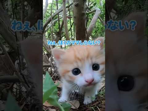 迷子になった子猫がシャーしてくるけど可愛すぎた#shorts(YouTube)