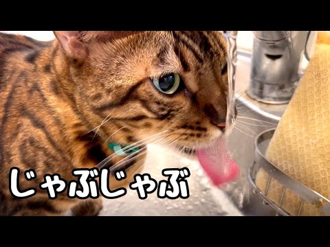 水道からお水を飲むのにハマってしまった猫さん(YouTube)