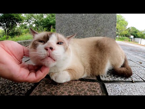雨上がりの公園でタヌキみたいなシャム猫ちゃんをモフる(YouTube)