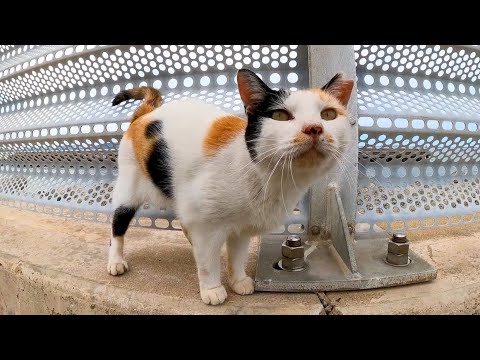 防波堤にいた三毛猫ちゃん、撫でられてゴロゴロ喜んでカワイイ(YouTube)