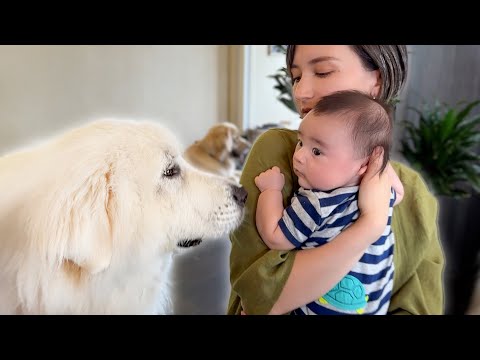 人間の大人よりも大きいワンコ達に挨拶へ行ってきました。(YouTube)