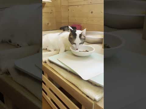 言うてることは分かっていますｗ #ひのき猫 #猫 #オデコ(YouTube)
