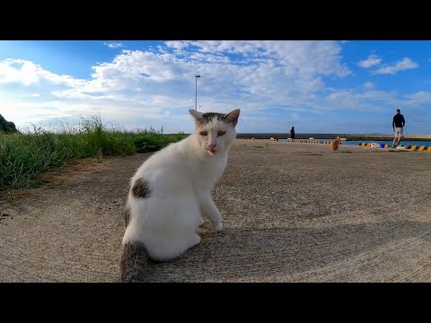 釣り人の後ろで待機中の猫が暇潰しにお喋りしている(YouTube)