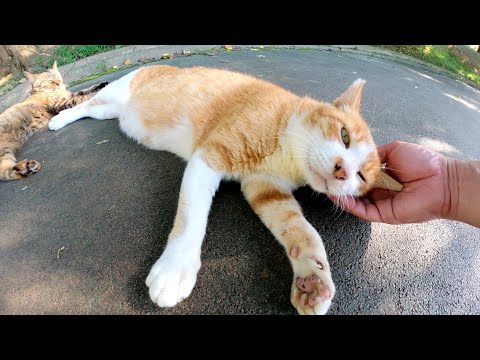 おじいちゃんと孫くらいの歳の差がある猫カップルが仲良くモフられる(YouTube)