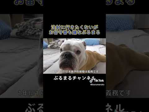 出かけるのが億劫なイッヌ　#犬 #ブルドッグ #病院(YouTube)