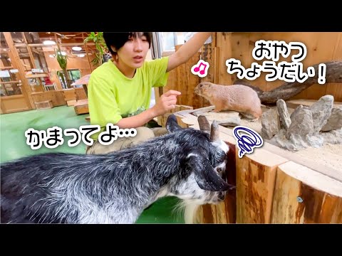 食いしん坊と甘えん坊に挟まれた飼育員(YouTube)