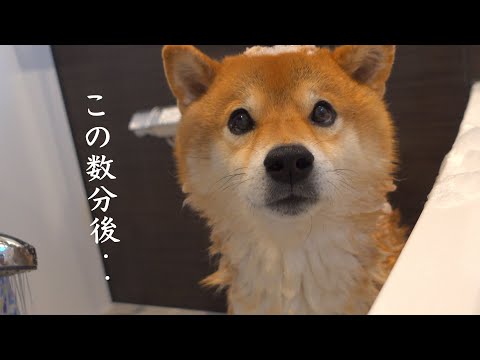 柴犬がシャワー後珍しい異変を起こしました。。(YouTube)