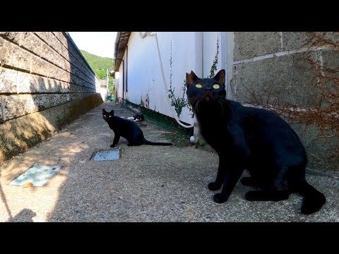 トウヤでは猫の井戸端会議が行われています(YouTube)